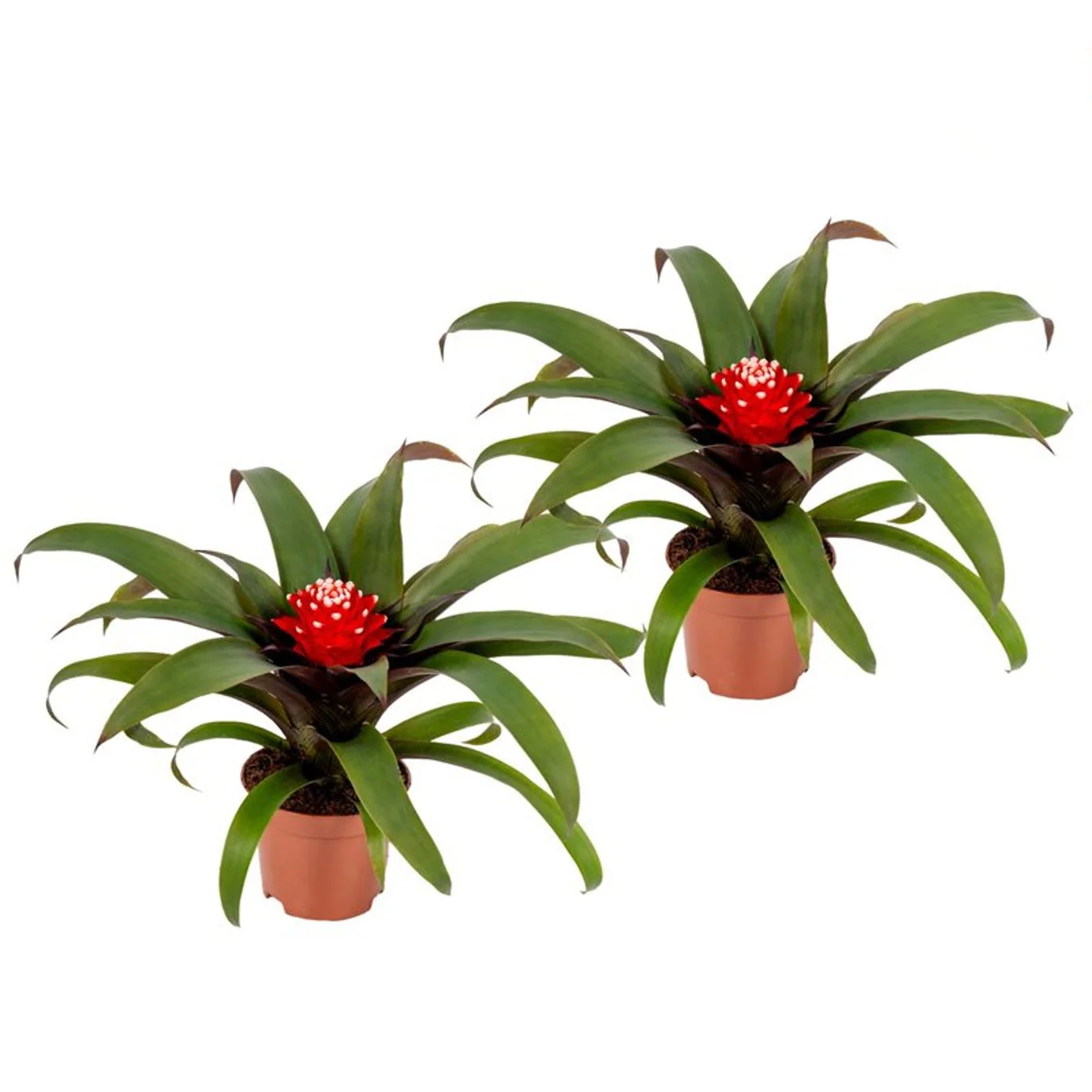Guzmania 'Minor' mix