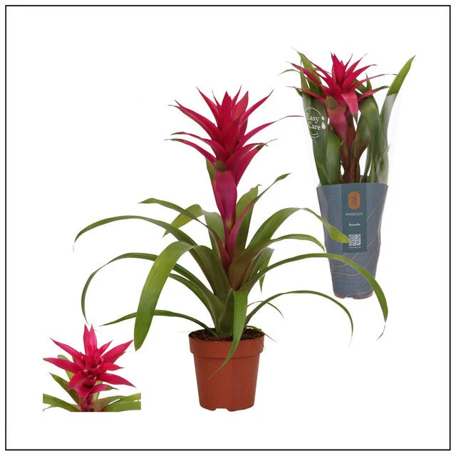 Guzmania 'Voila' Mimesis line