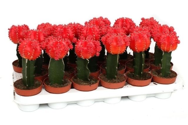 Gymnocalycium red