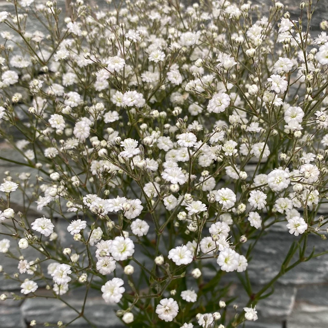 Gypsophila pan. White Festival 2lt pot - Image 5