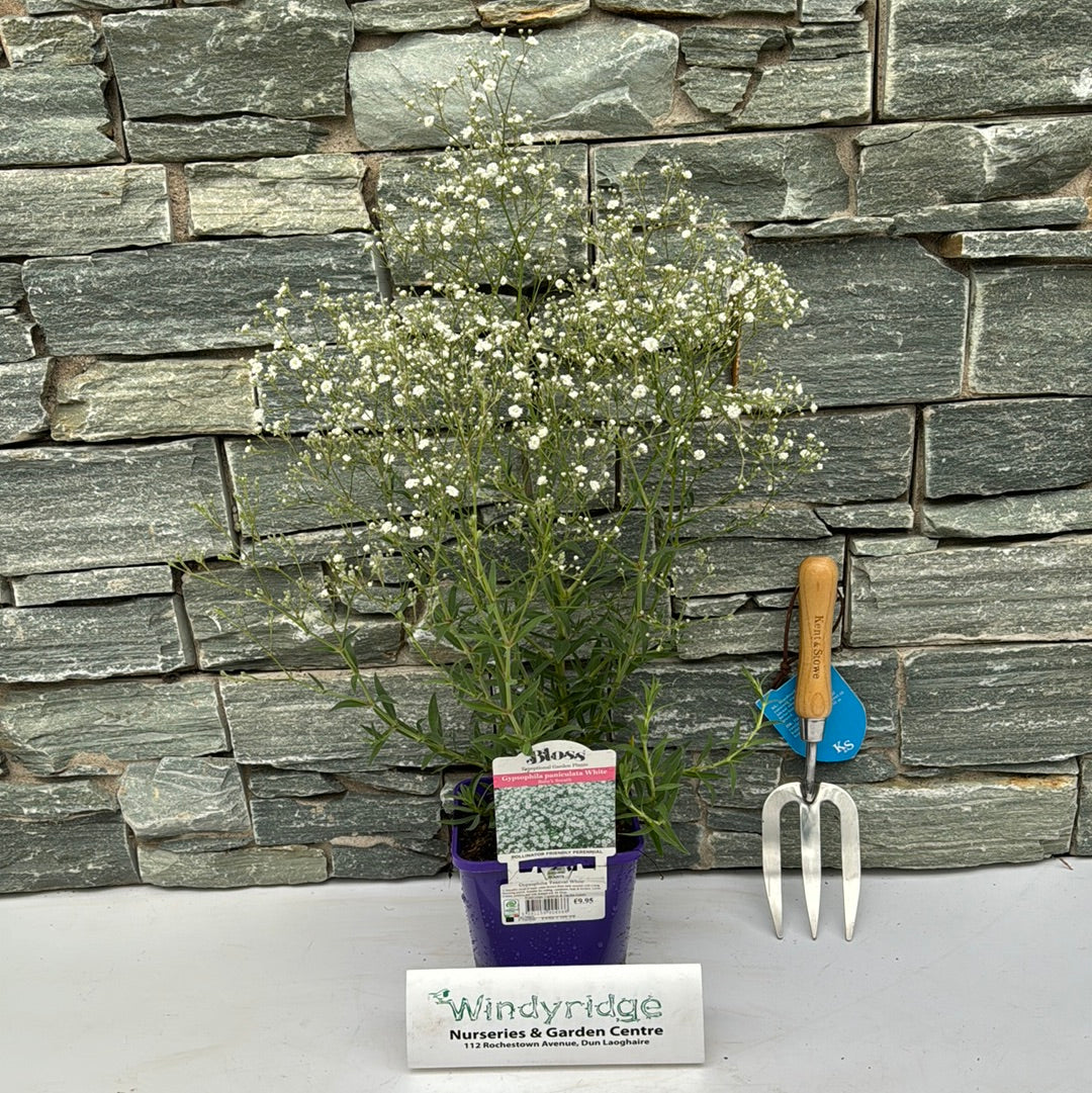 Gypsophilia Festival White - Image 5