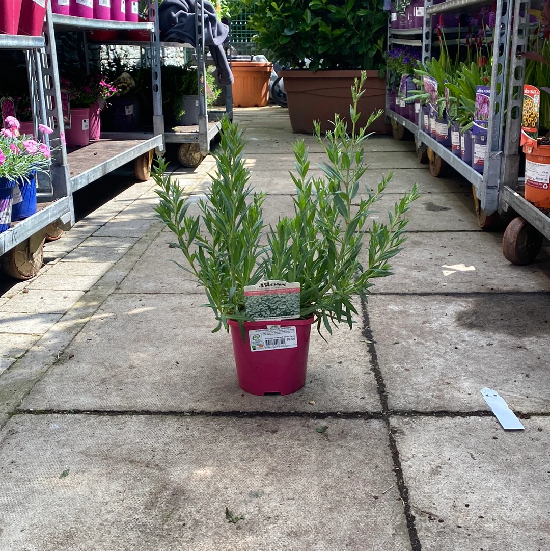 Gypsophilia Summer Sparkles - Image 3