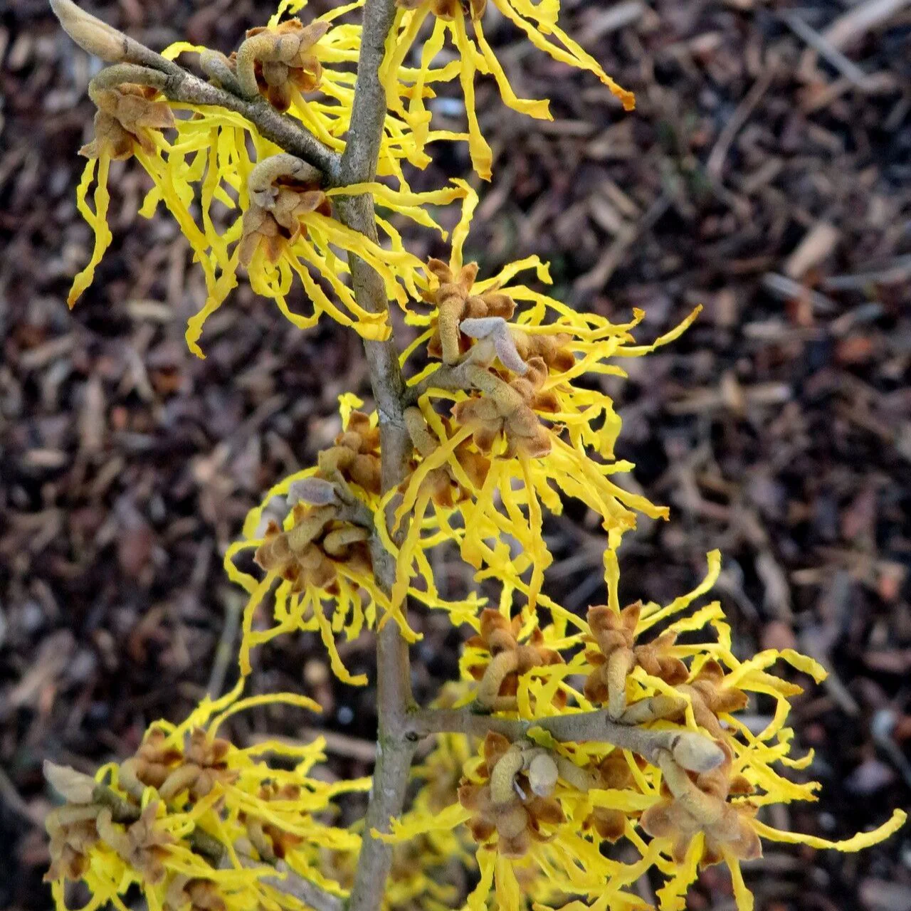 Hamamelis int. Arnold Promise - Image 2