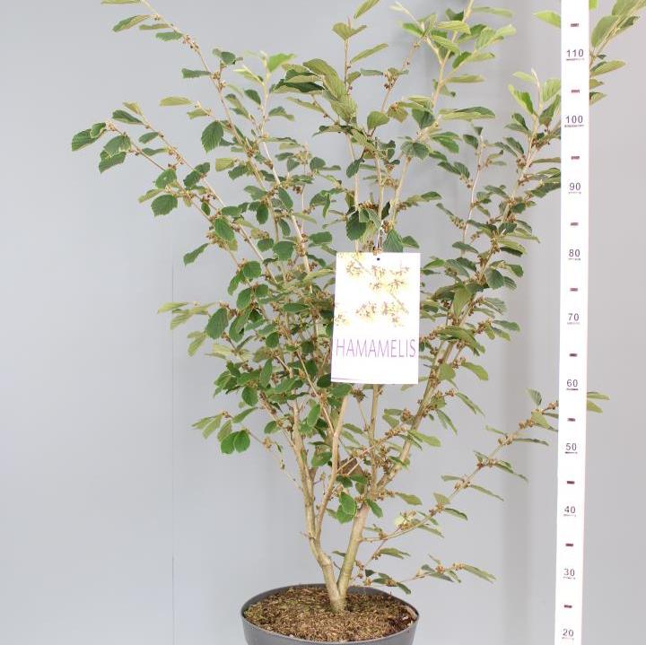 Hamamelis int. Arnold Promise - Image 3
