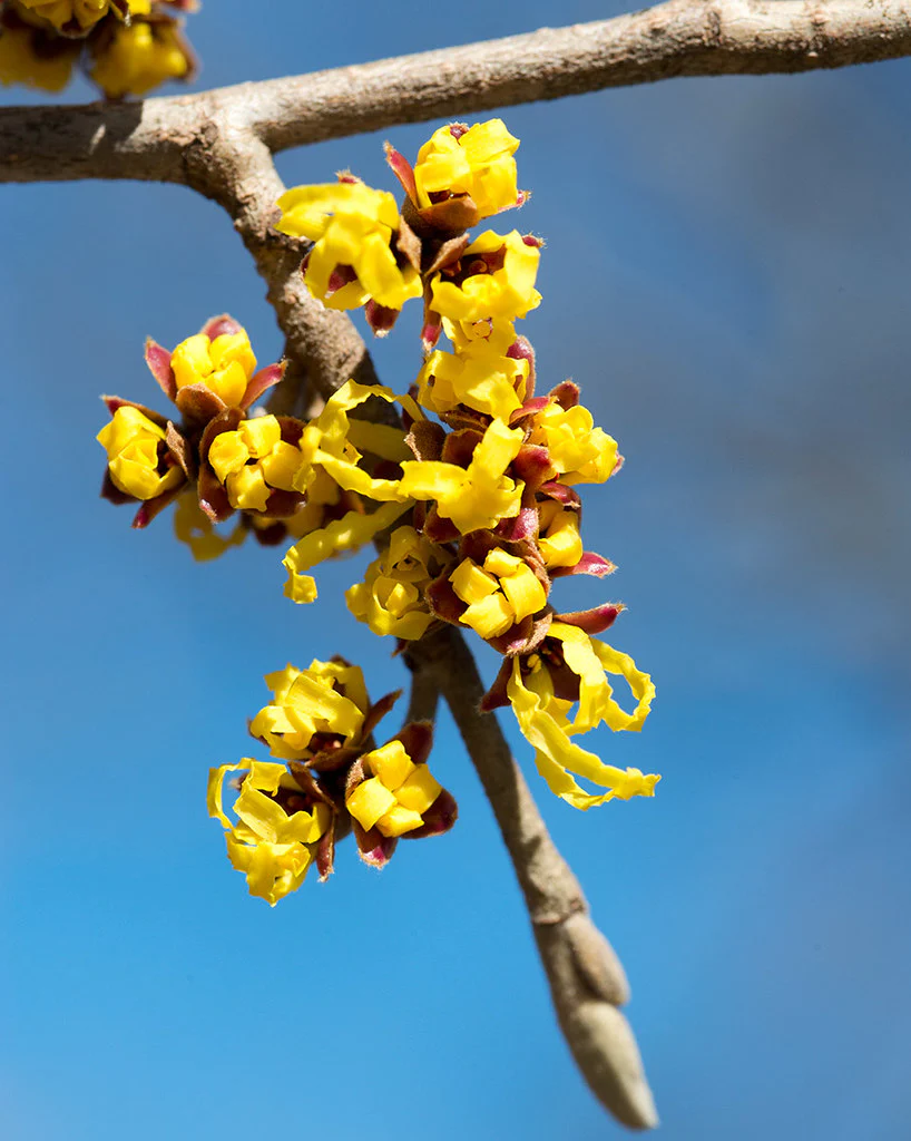 Hamamelis int. Arnold Promise - Image 4