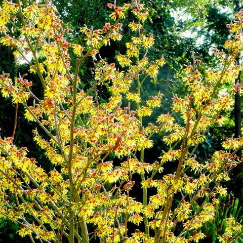 Hamamelis int. Arnold Promise