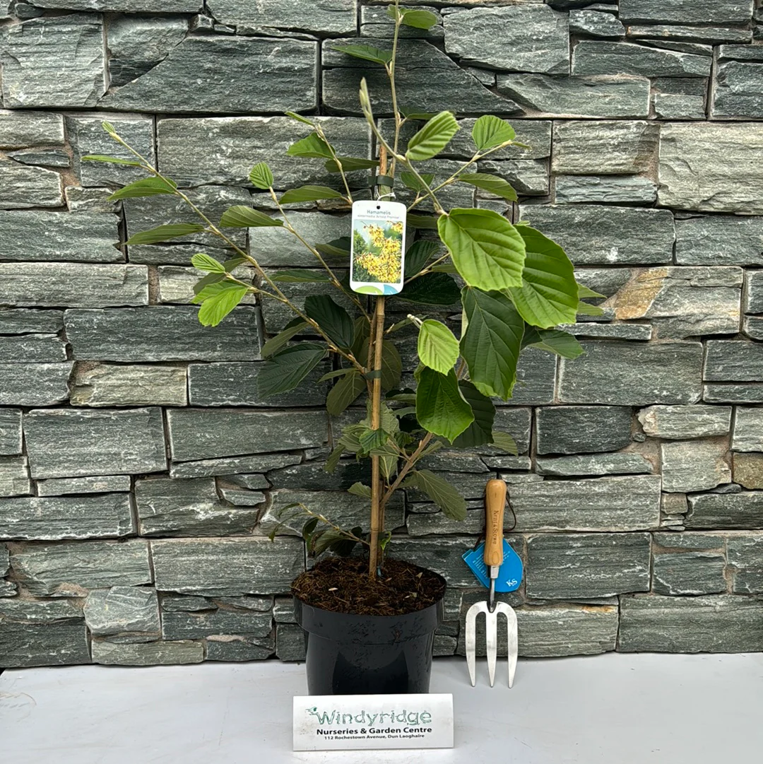 Hamamelis int. Arnold Promise - Image 2