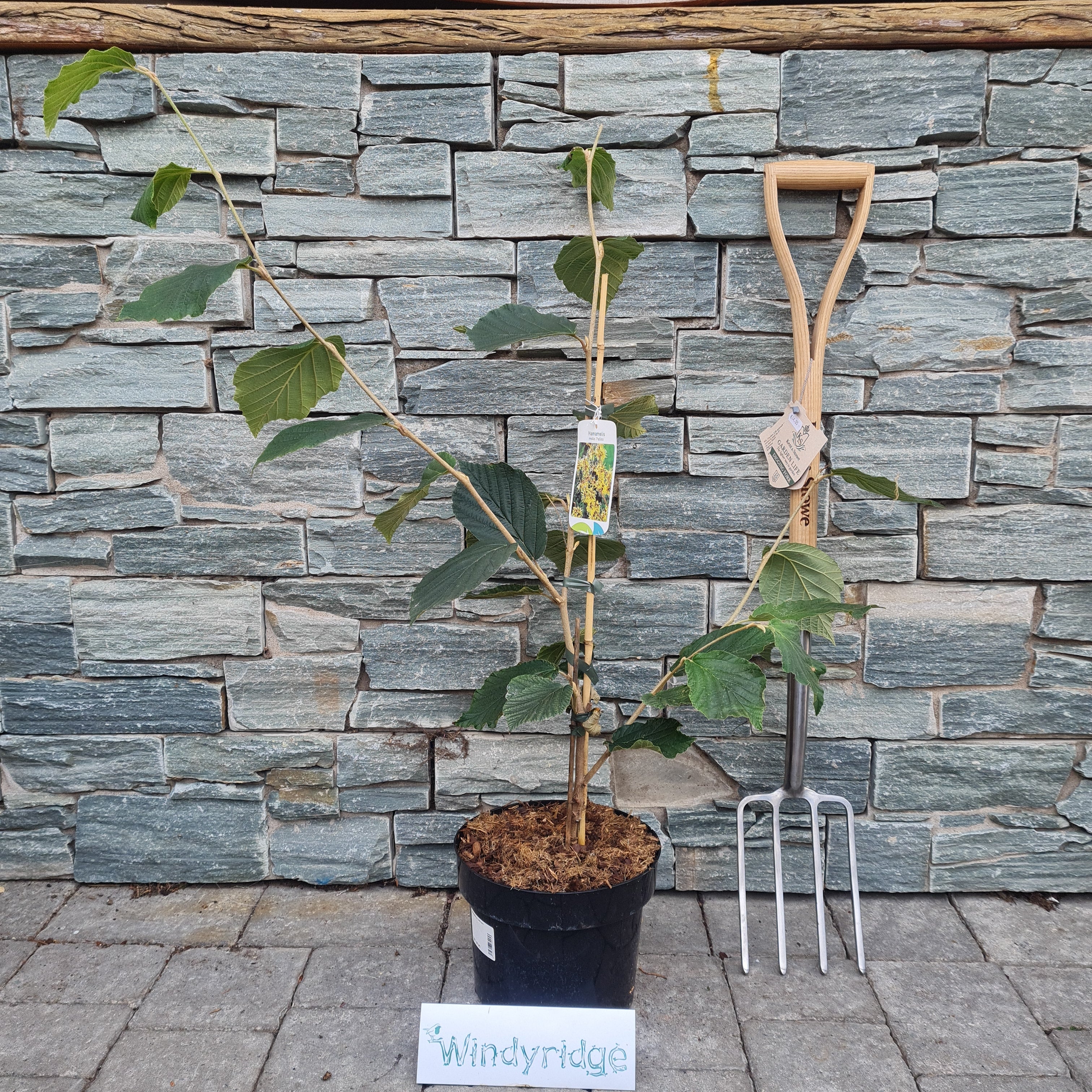 Hamamelis int. Arnold Promise - Image 2
