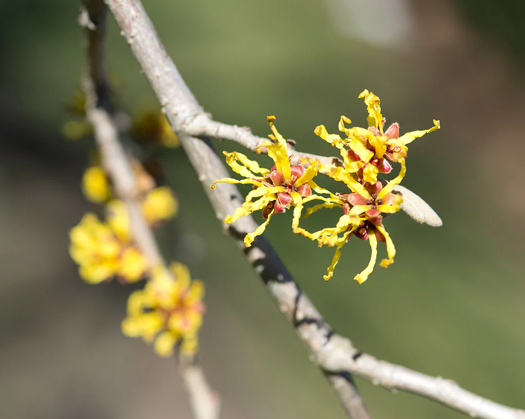 Hamamelis int. Arnold Promise - Image 3