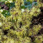 Hamamelis int. Pallida