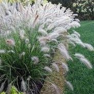 Hameln Fountain Grass (Pennisetum Alopecuroides Hameln)