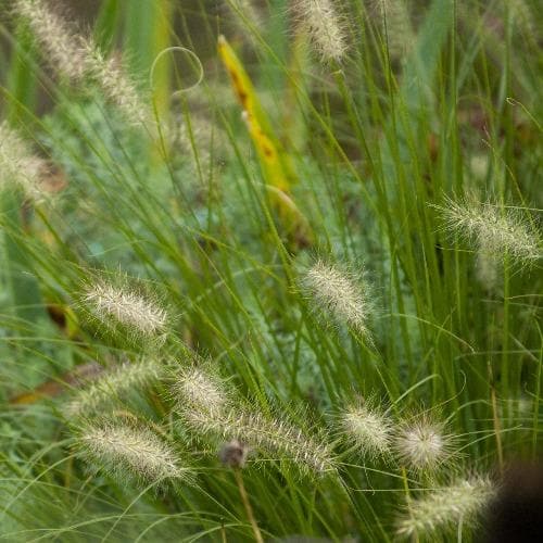 Hameln Fountain Grass (Pennisetum Alopecuroides Hameln) - Image 3