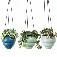 Hanging Pot Baby Bombino - Image 2