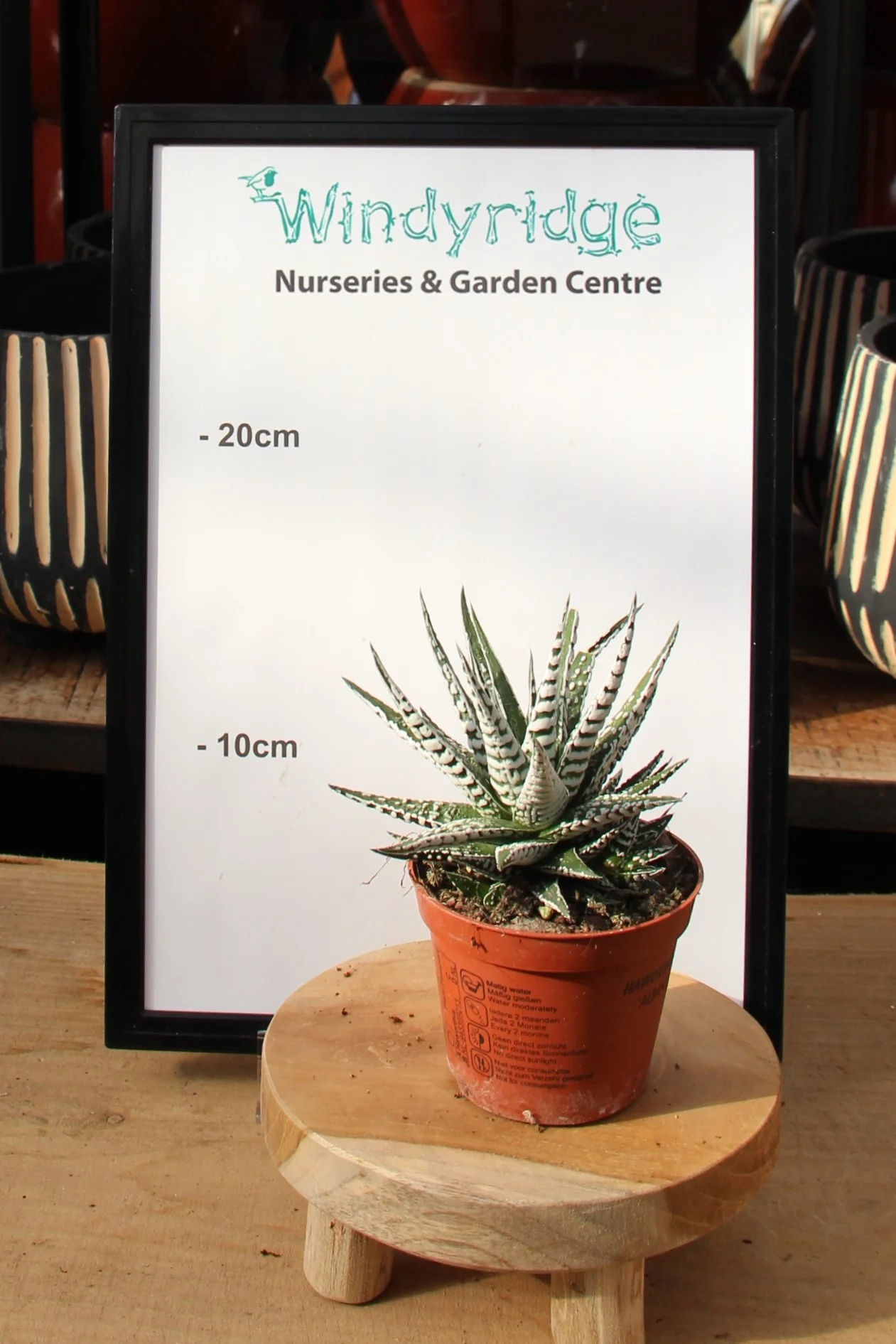 Haworthia fasciata Alba  P8 - Image 3