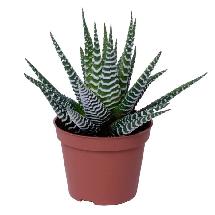Haworthia fasciata Big Band  6 cm pot