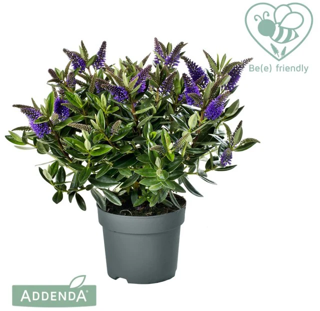 Hebe Donna Britta  5 Ltr pot - Image 3