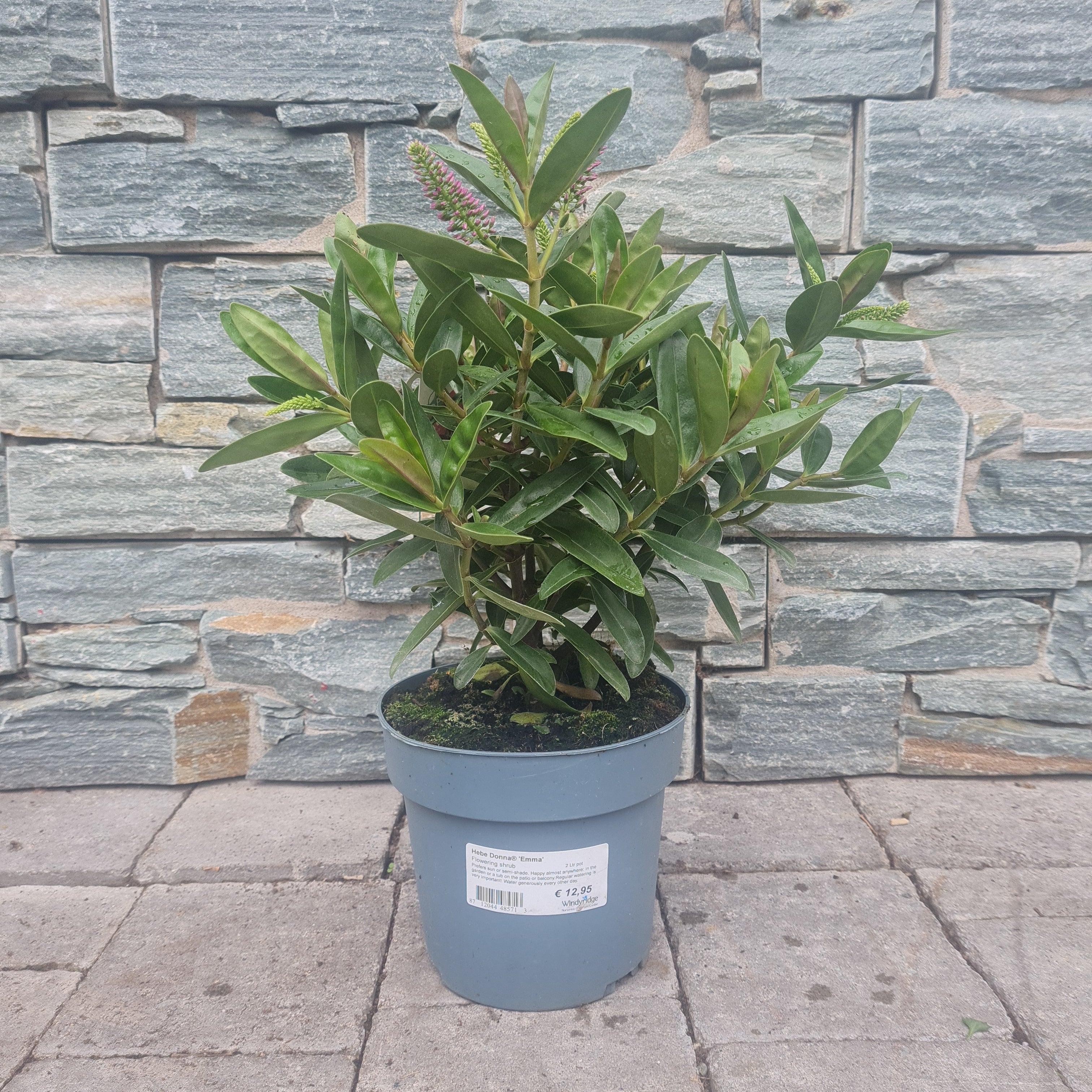 Hebe Donna  Emma  2 Ltr pot - Image 2