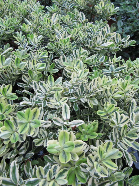HEBE elliptica Variegata - Image 3