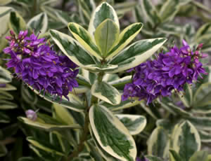 HEBE elliptica Variegata
