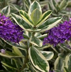 HEBE elliptica Variegata - Image 2