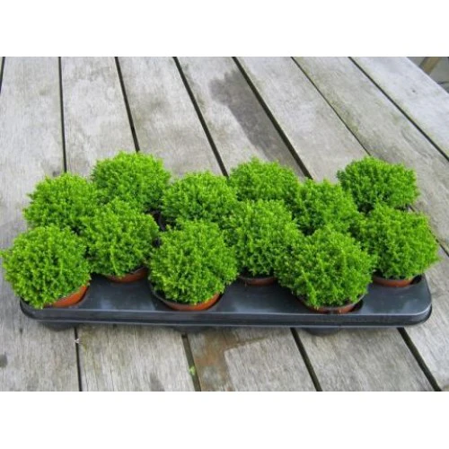 Hebe Emerald Green (13cm Pot) - Image 2