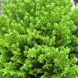Hebe Emerald Green - Image 2
