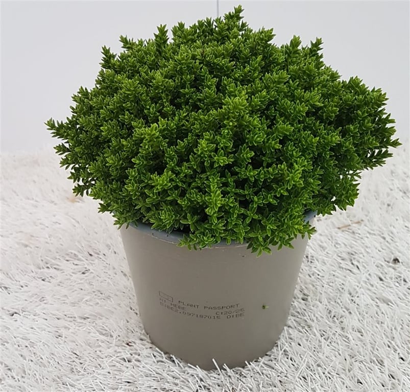 Hebe Emerald Green  P13 - Image 2
