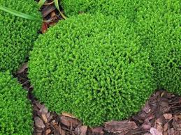 HEBE Green Globe - Image 3