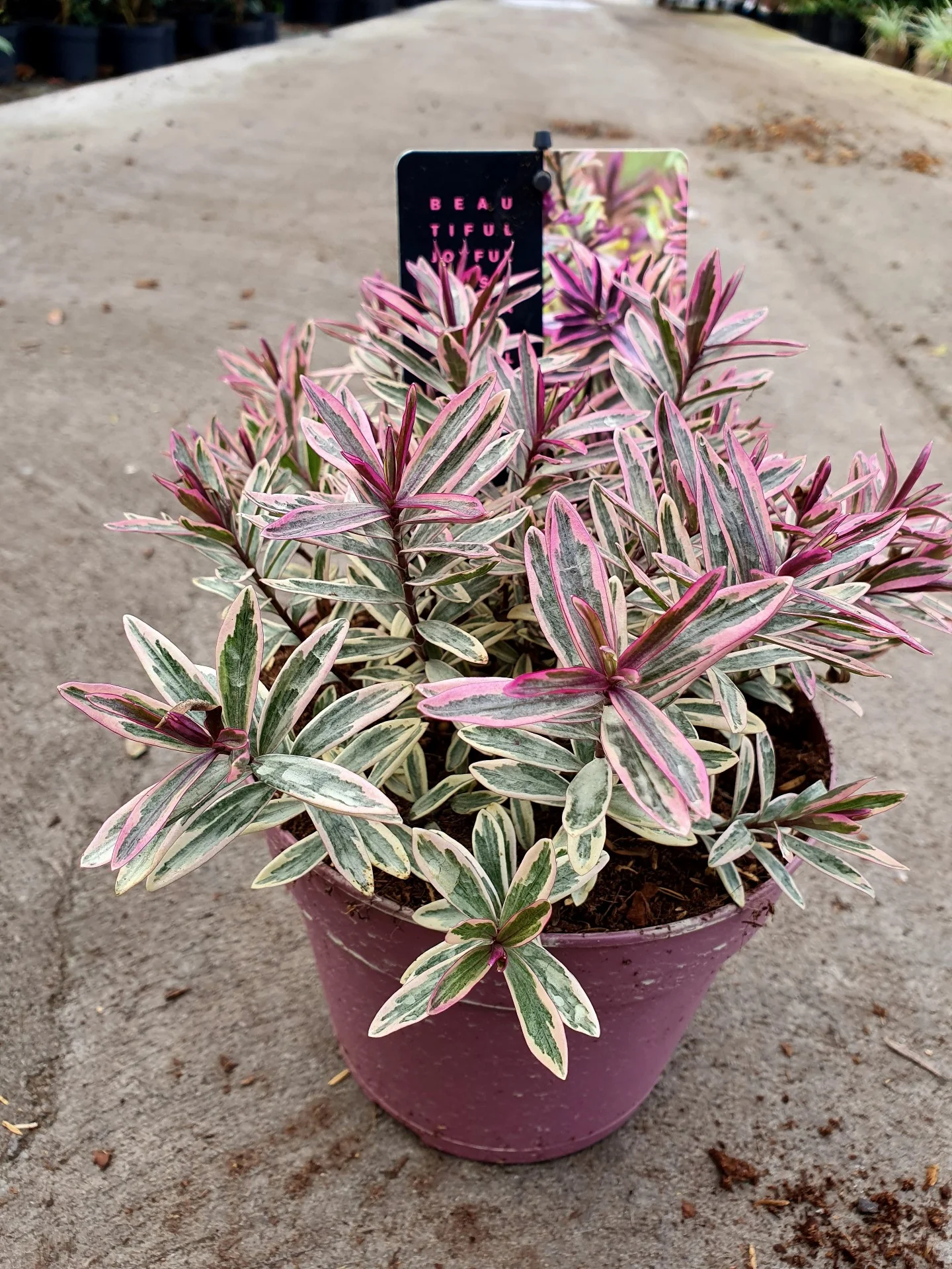 Hebe Heartbreaker  2 Ltr Pot - Image 2