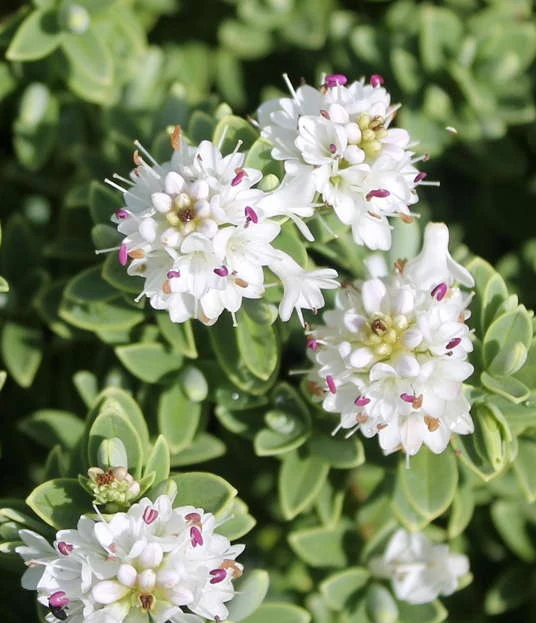 Hebe sutherlandii