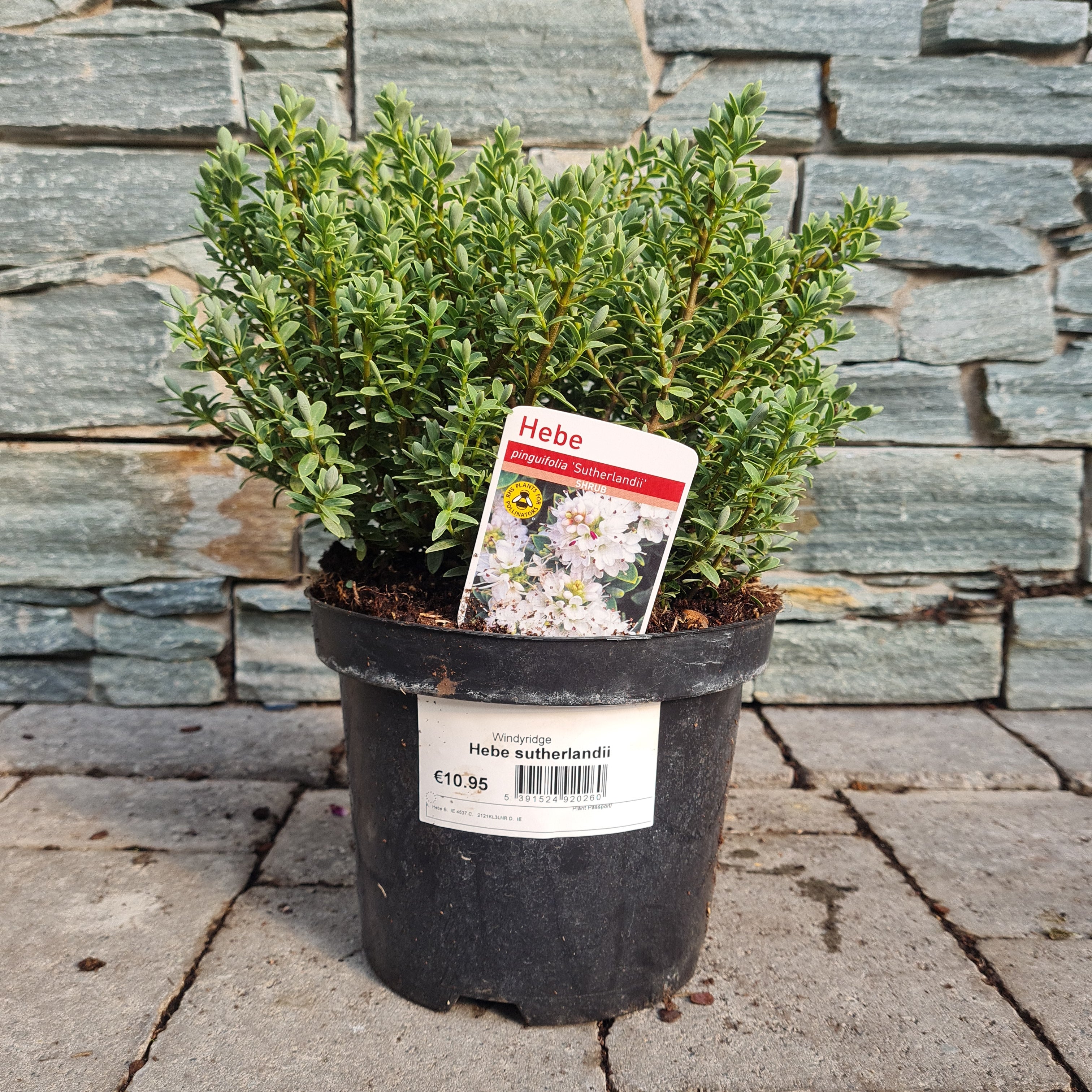 Hebe sutherlandii - Image 2