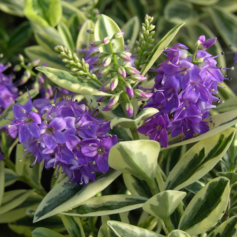 Hebe Variegata