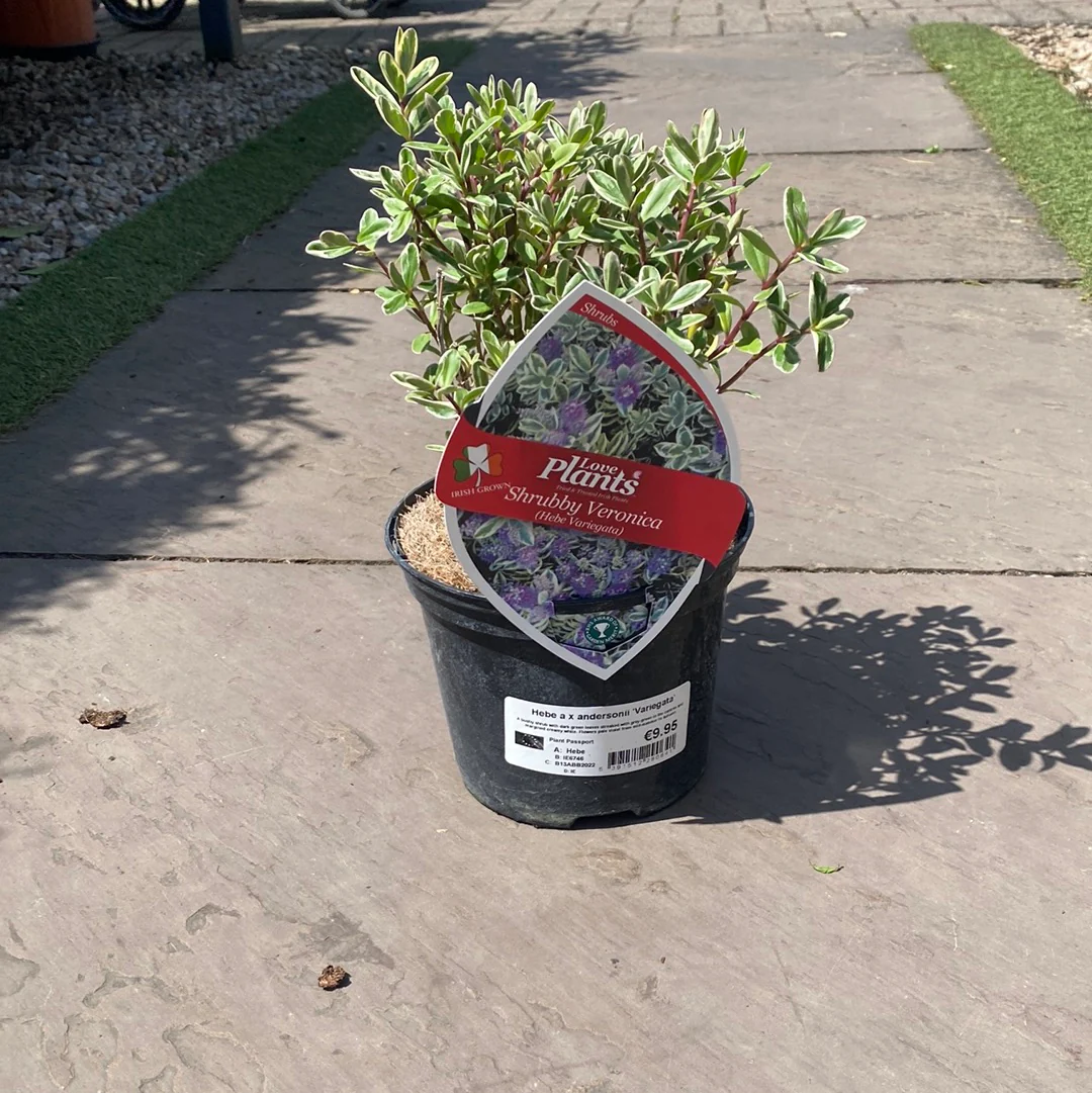 Hebe Variegata - Image 2