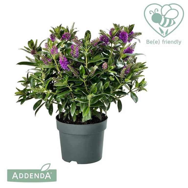 HebeDonna Emma  3 Ltr pot - Image 3