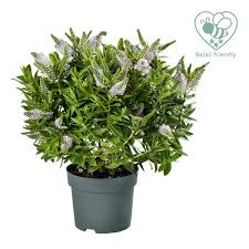 HebeDonna Jenna  3 Ltr pot - Image 3