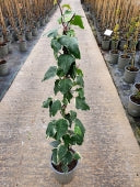 HEDERA C. GLOIRE DE MARENGO - Image 4
