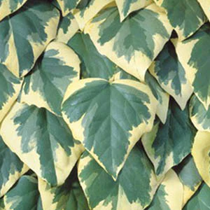 Hedera Colchica Dentata Varieg