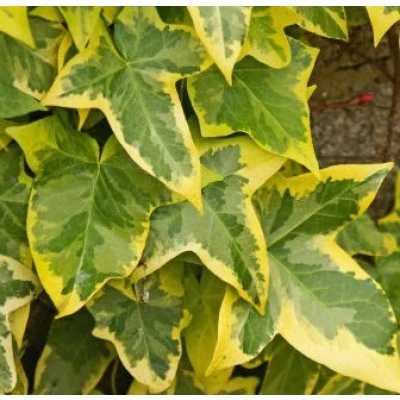 Hedera Golden Kolibri