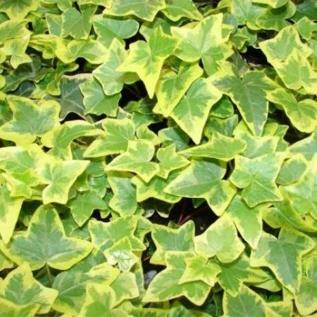 Hedera Gold Child - Image 2