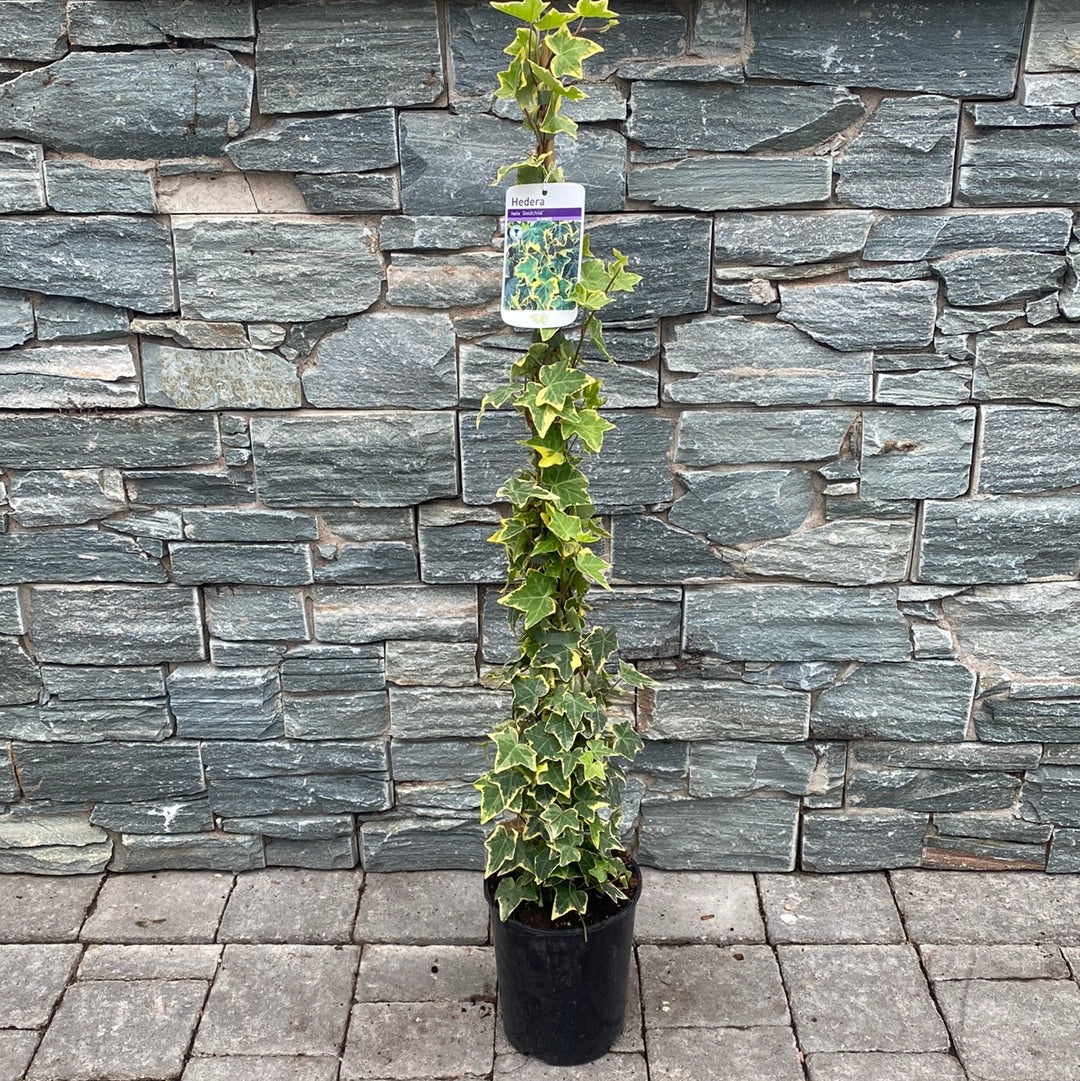 Hedera Gold Child - Image 3