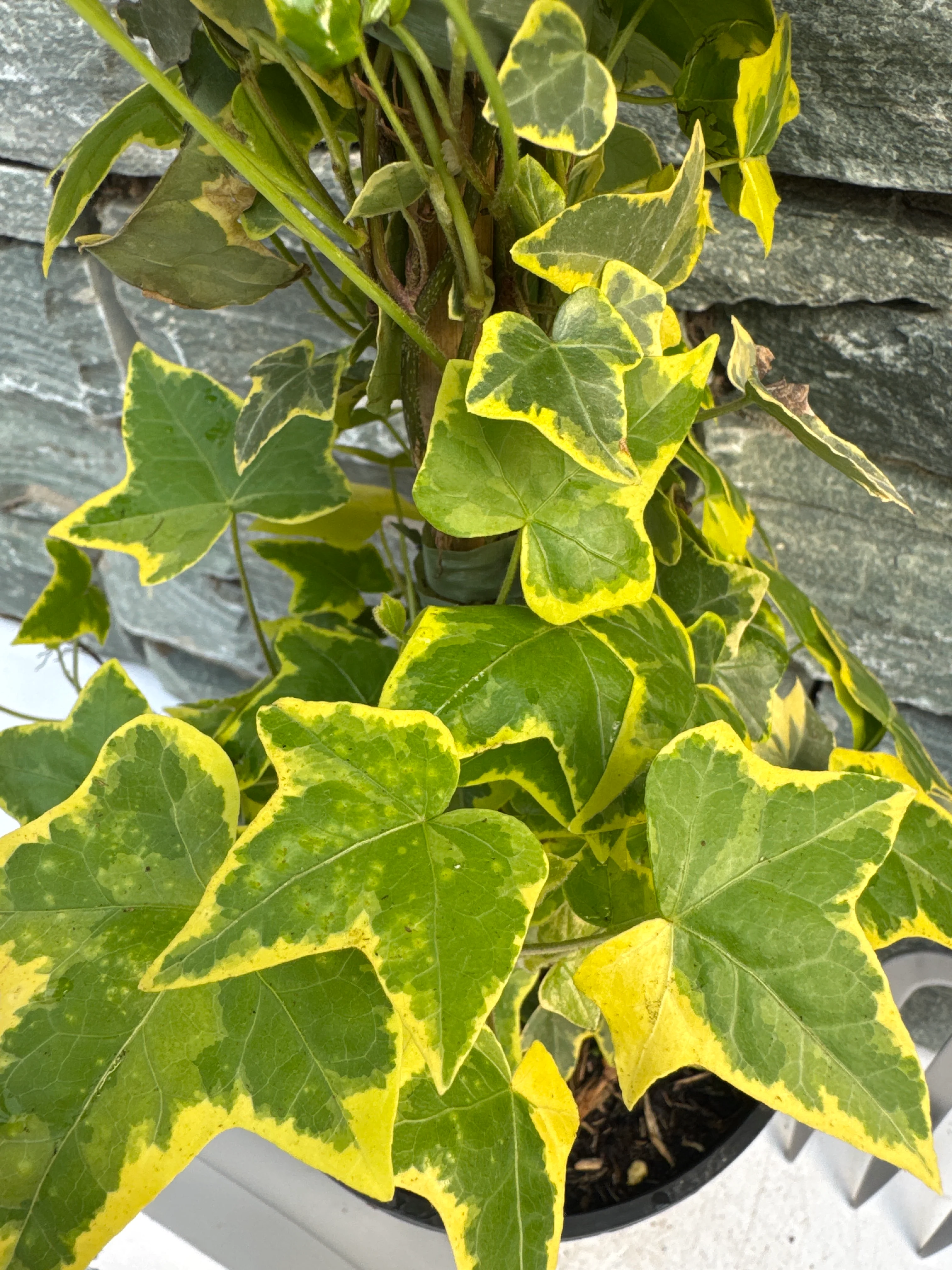 Hedera Gold Child - Image 4