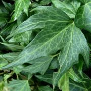 Hedera hel. Green Ripple / 2 Ltr, 4 canes
