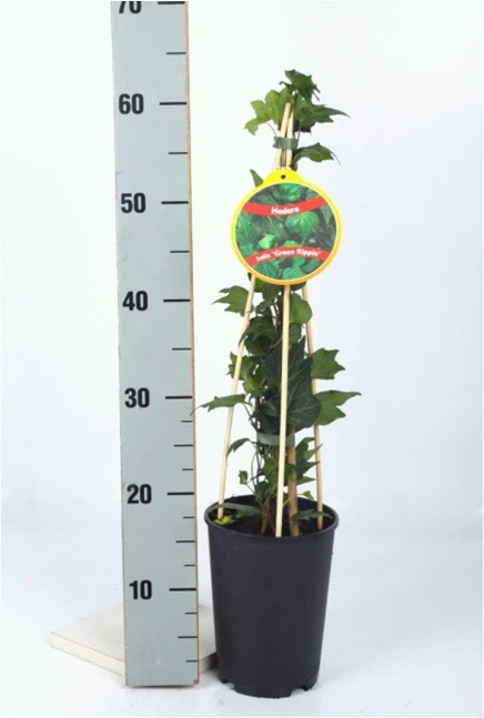Hedera hel. Green Ripple / 2 Ltr, 4 canes - Image 2