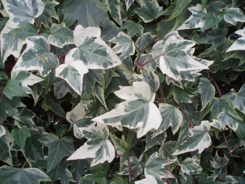 Hedera hel. White Ripple