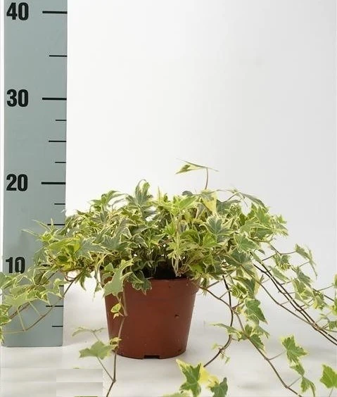 Hedera hel. Yellow Ripple