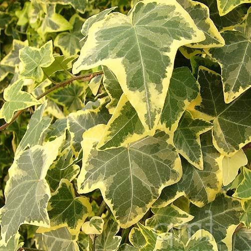 Hedera helix Gold Child - Image 2