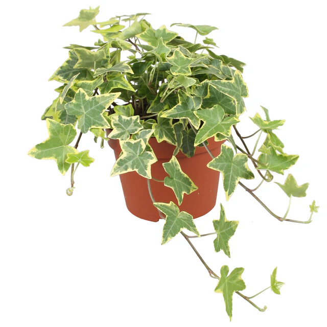 Hedera helix 'Goldchild' - Image 2