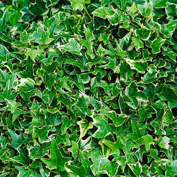 Hedera helix Kolibri - Image 2