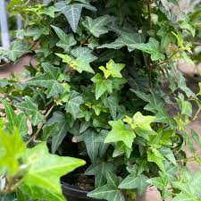 Hedera helix Pittsburgh - Image 2