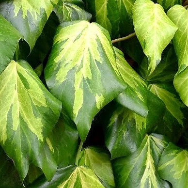 HEDERA HELIX SULPHUR HEART - Image 2